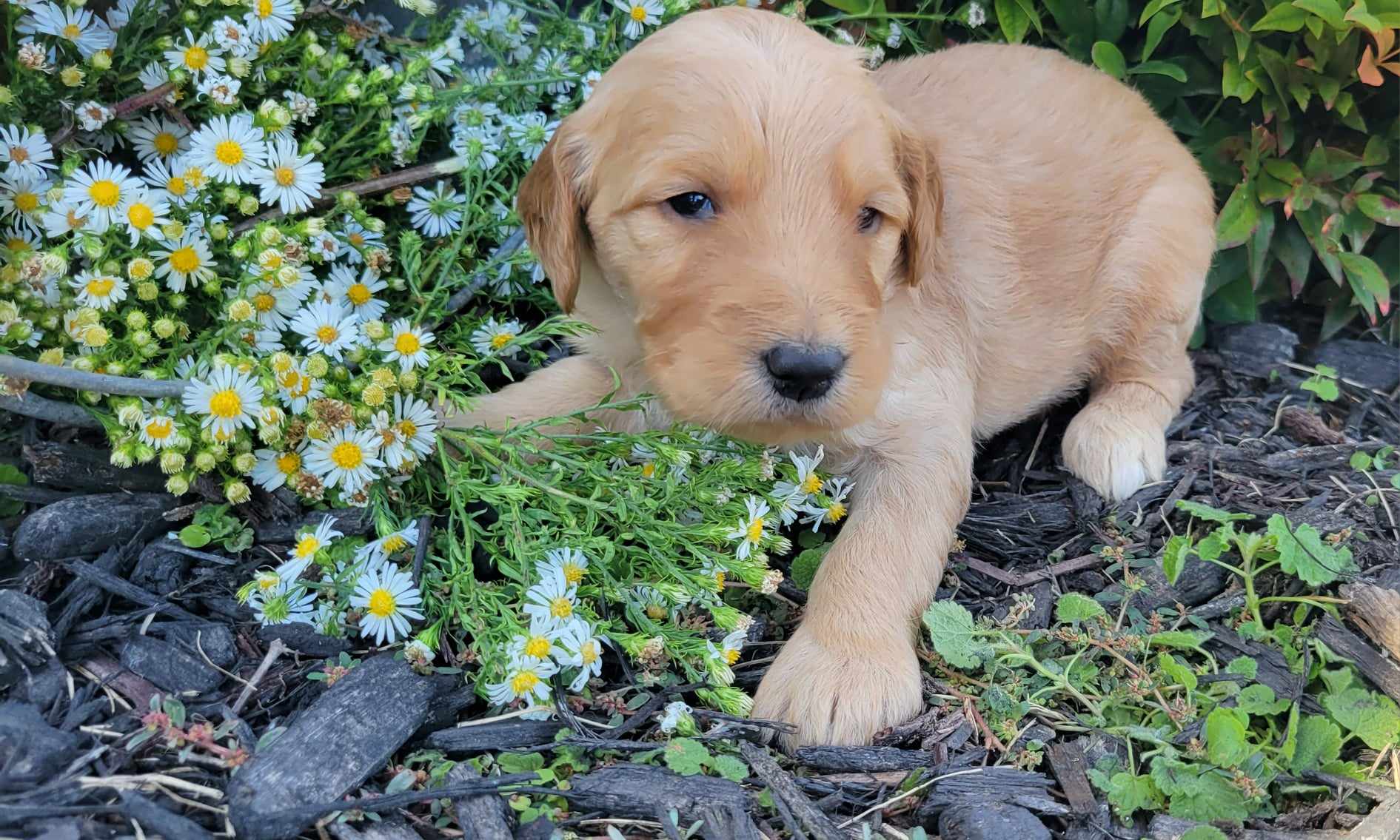 puppy, for, sale, Poodle Standard/Golden Retriever, Lana  Arnall, dog, breeder, Hartville, MO, dog-breeder, puppy-for-sale, forsale, nearby, find, puppyfind, locator, puppylocator, aca